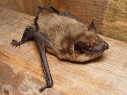 The image depicts Eptesicus serotinus (i.e. Serotine bat) crawling on a wooden surface.