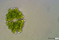 Euastrum divaricatum LUND 44x29µm.jpg