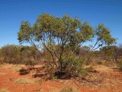 Eucalyptus odontocarpa habit.jpg