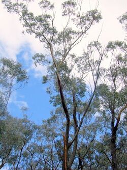 Eucalyptus sieberi Katoomba.jpg