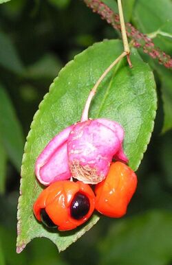 Euonymus verrucosus 20080907b.jpg