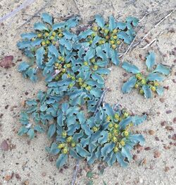 Euphorbia tuberosa - Worcester - Copy.jpg
