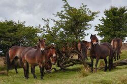 A group of Exmoor ponies