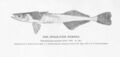 FMIB 51046 Spear-Fish Remora.jpeg