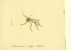 Fauna Germanica, Diptera BHL12719318.jpg
