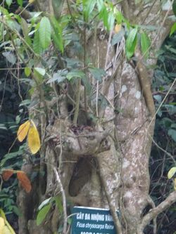 Ficus chrysocarpa Da nhong vang.JPG