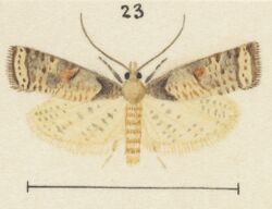 Fig 23 MA I437913 TePapa Plate-LII-The-butterflies full (cropped).jpg