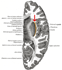 Gray717-emphasizing-external capsule.png