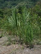 Tall grass plants resembling cane