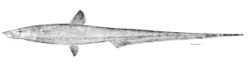 Halosauropsis macrochir.jpg