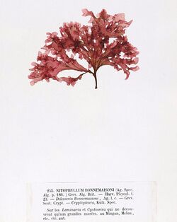 Haraldiophyllum bonnemaisonii Crouan.jpg