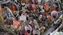 Heliamphora minor Auyan-tepui.jpg