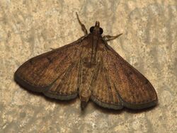 Herpetogramma phaeopteralis (15461141560).jpg