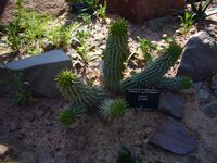 Hoodia gordonii 2007-06-02.jpg