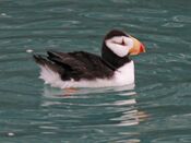 Horned Puffin RWD4.jpg