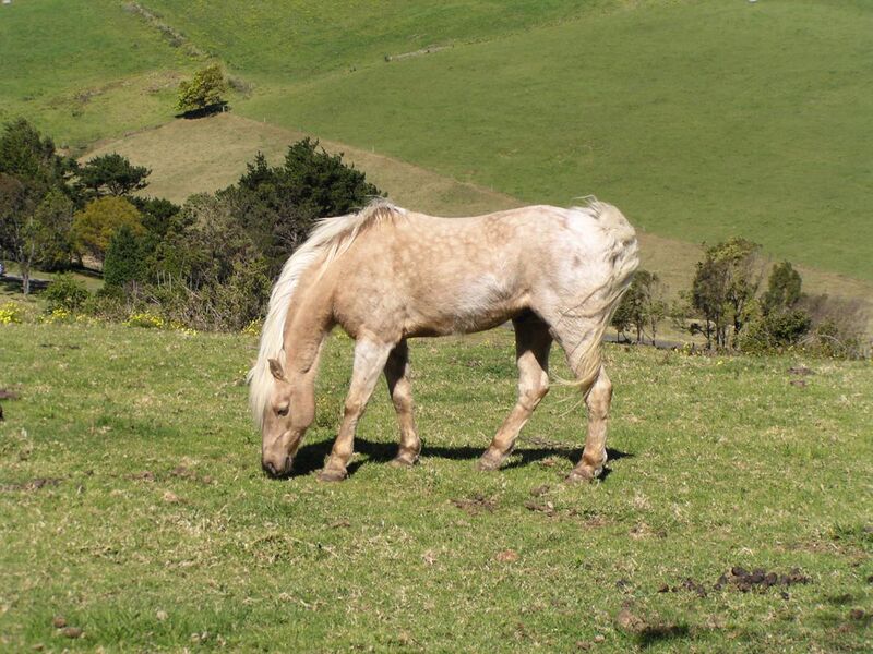 File:Horse near Kiama.jpg