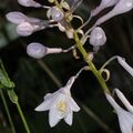 Hosta sieboldiana (flower).jpg
