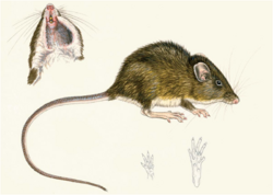 Illustration of Heteromys nubicolens.png