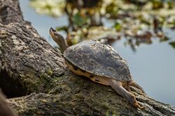 Indian roofed turtle.jpg
