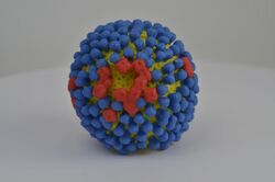 Influenza Virus (14570577473).jpg