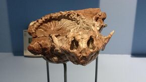 Iziko Teratophon skull.JPG
