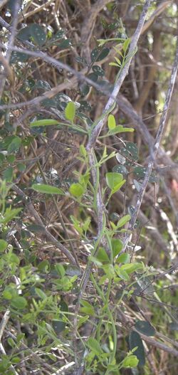 Jasminum didymum subsp racemosum, Queensland.jpg