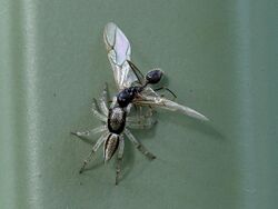 Jumping spider & wasp 3659.jpg