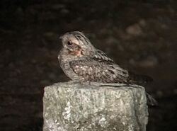 Jungle nightjar DM 0309 (cropped).jpg