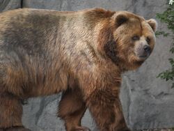 Kodiak bear in germany.jpg