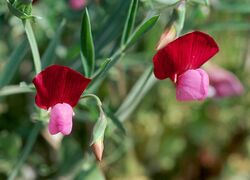 Lathyrus clymenum1LEST.jpg