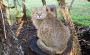 Gray Pampas cat by some wood