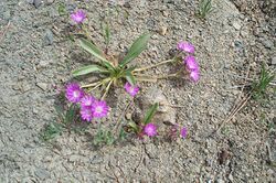 Lewisia stebbinsii Hells Half Acre lg.jpg