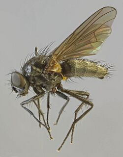 Lophosceles cinereiventris, North Wales, Sept 2012 (16614958508).jpg