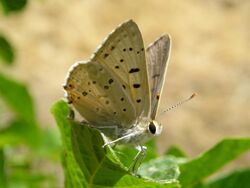 Lycaena xanthoides.jpg