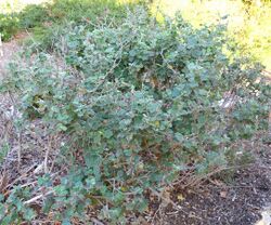 Malacothamnus clementinus - San Luis Obispo Botanical Garden - DSC06044.JPG