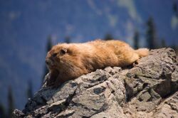 Marmota olympus (1).jpg