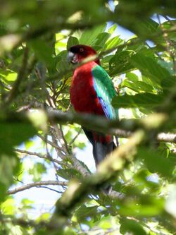 Maroon Shining Parrot, Taveuni, Fiji 08.jpg