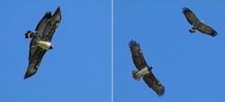 Martial eagle (Polemaetus bellicosus) in flight with African harrier-hawk (Polyboroides typus) composite.jpg