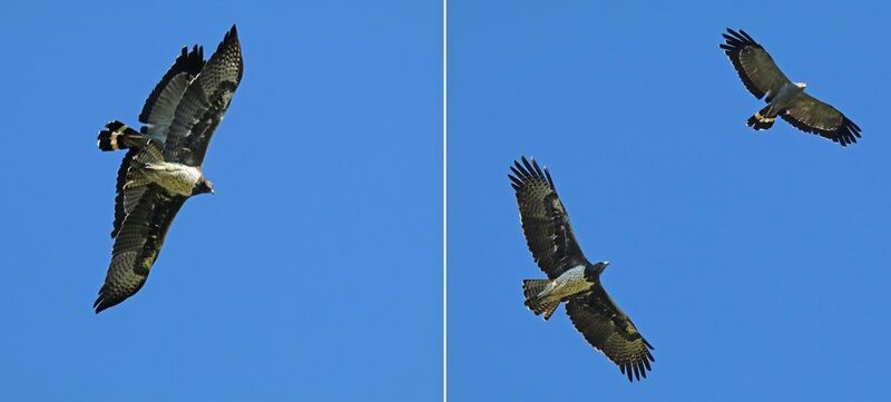 File:Martial eagle (Polemaetus bellicosus) in flight with African harrier-hawk (Polyboroides typus) composite.jpg