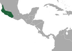 Mexican Shrew area.png
