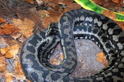 Morelia spilota variegata.jpg