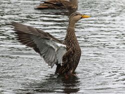 Mottled Duck male RWD2.jpg