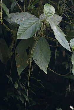 Myriocarpa-longipes-inflorescence.jpg