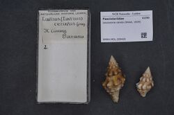 Naturalis Biodiversity Center - RMNH.MOL.209420 - Leucozonia cerata (Wood, 1828) - Fasciolariidae - Mollusc shell.jpeg