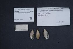 Naturalis Biodiversity Center - RMNH.MOL.212507 1 - Amalda oblonga (Sowerby, 1830) - Olividae - Mollusc shell.jpeg