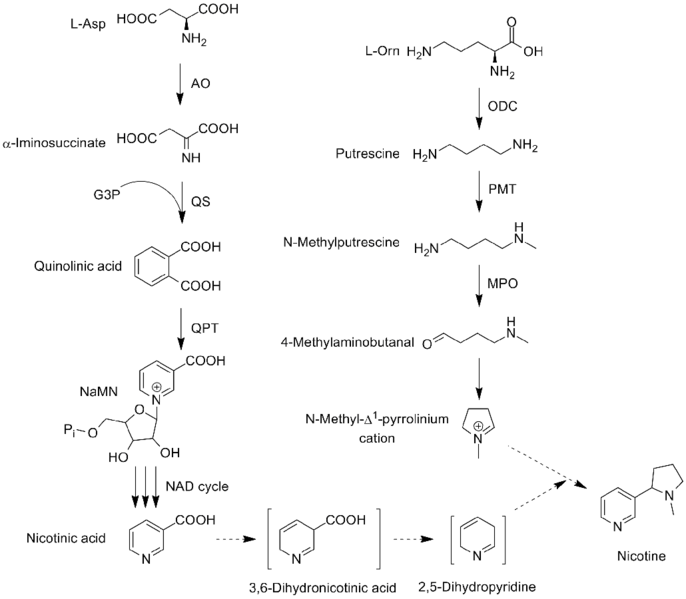 File:Nicotine biosynthesis june 2012.png