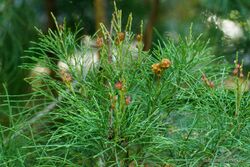 Not a pine! not conifer. Gymnostoma australianum (14885672835).jpg