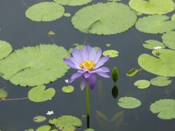 Nymphaea gigantea 11865986.jpg