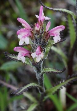 Pedicularis hirsuta Kilpisjärvi 2012-07.jpg