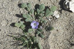 Phacelia douglasii var. petrophila.jpg